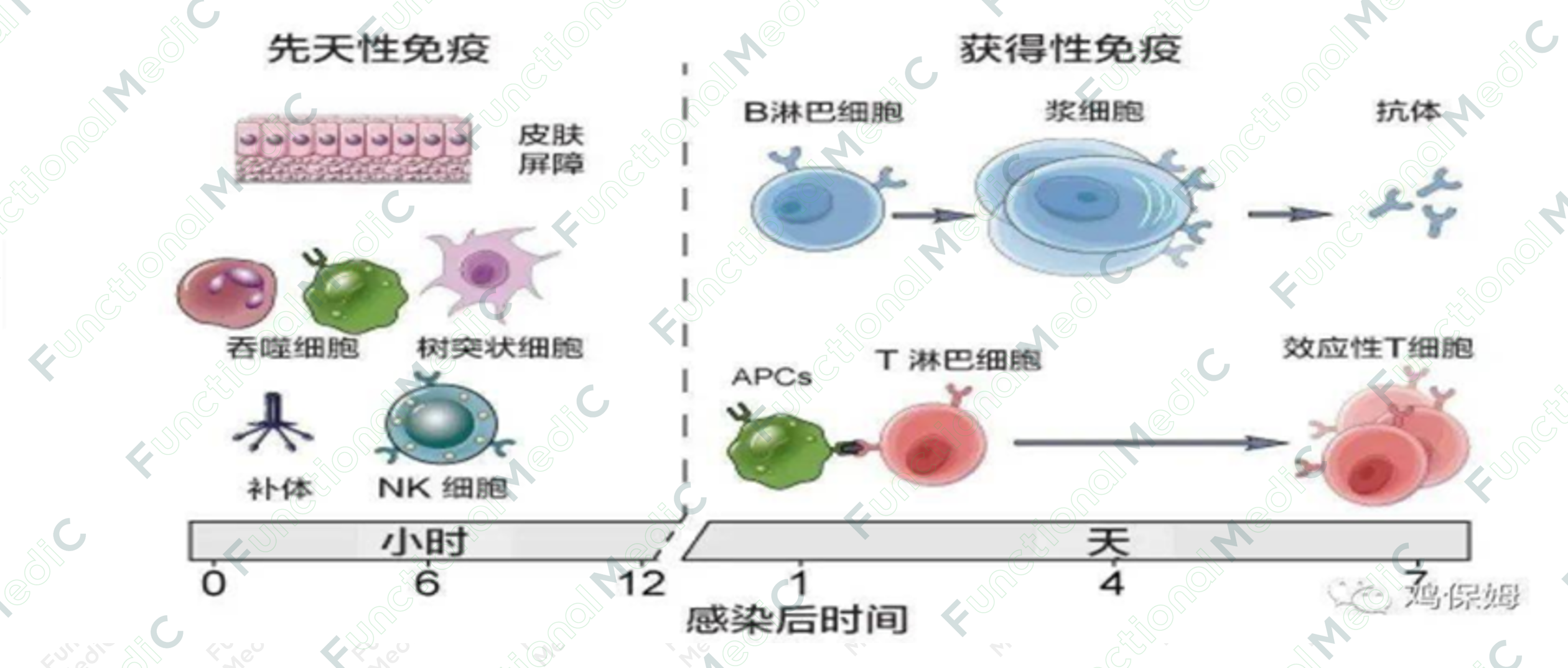 温故而知新专栏 | 功能医学前沿探讨：功能医学干预联合免疫细胞治疗多系统慢性疾病（下）