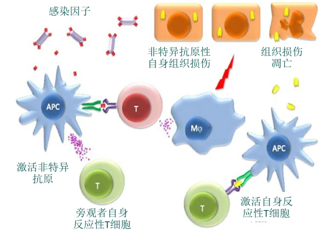 温故而知新专栏 | 桥本甲状腺炎的功能医学干预案例