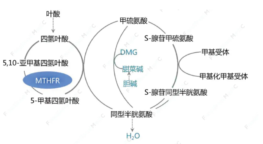 温故而知新专栏 | 心血管疾病预警指标之同型半胱氨酸和铁蛋白