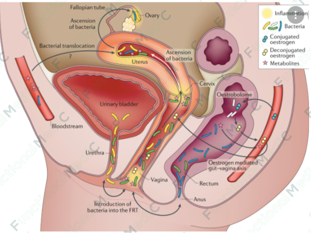 温故而知新专栏｜女性生殖泌尿系统的微生态环境