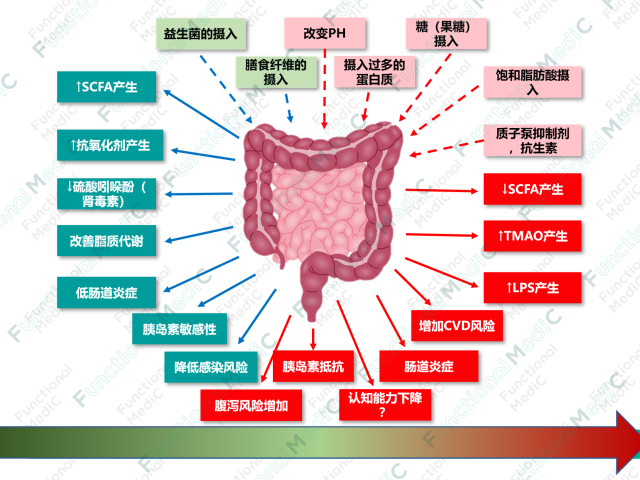 温故而知新专栏 | 肠道菌群与功能医学七大生理失衡