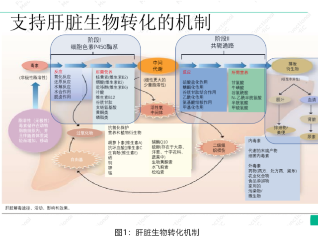 温故而知新专栏 | 解毒与生物转化失衡篇《排毒饮食》