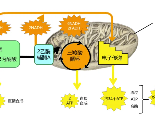 温故而知新专栏 | 功能医学七大生理平衡之能量平衡--线粒体功能与能量代谢（上）
